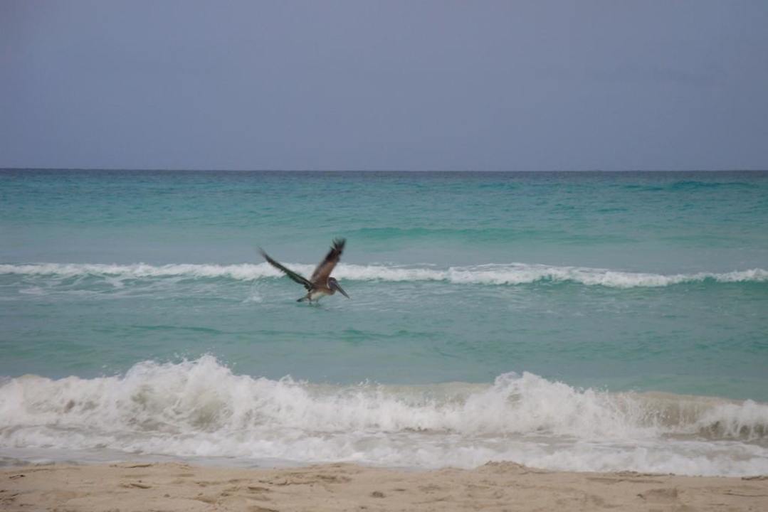 Pelikane beim Fischfang vor dem Hotel Melia Las Antillas - Adults only