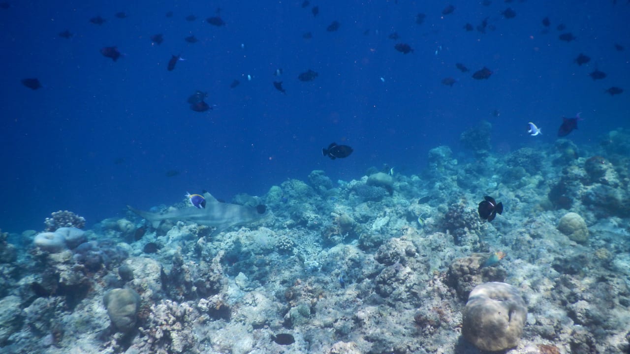 Tiefseegraben Kuramathi Maldives