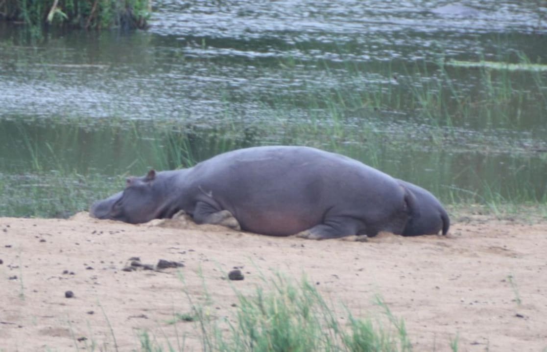 Hippo  Restcamp Lower Sabie