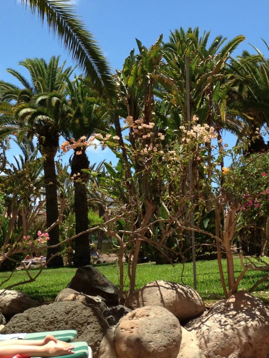 Die tolle Gartenanlage!  Abora Buenaventura by Lopesan Hotels