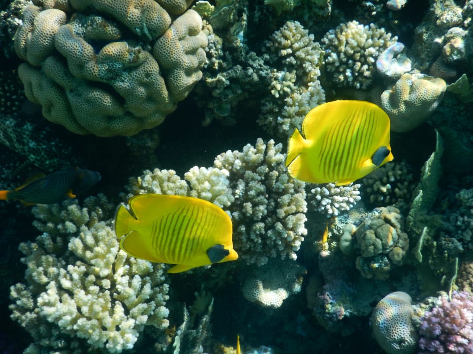 Sport & Freizeit Grand Makadi