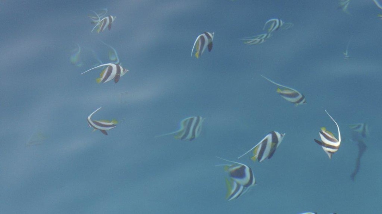 Bild vom Steg ins Wasser ananea Diamonds Athuruga