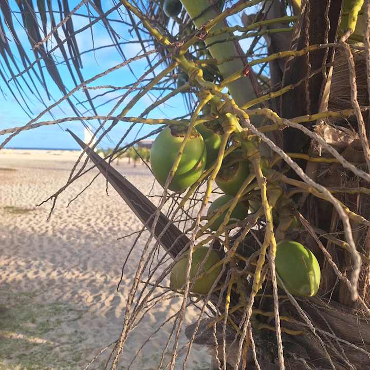 Gartenanlage Hotel Riu Palace Santa Maria