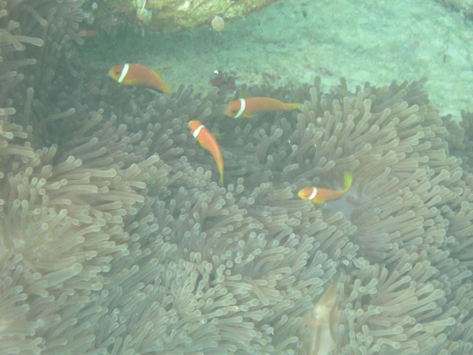 Anemonenfische Adaaran Select Hudhuran Fushi - Premium All Inclusive