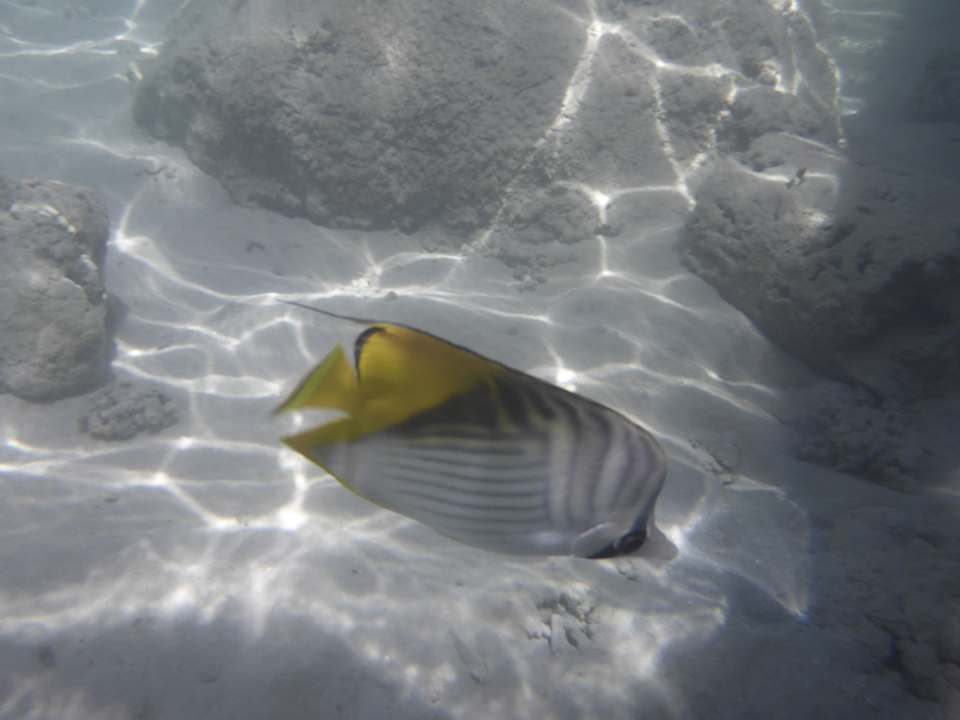 Strand Sentido Reef Oasis Suakin