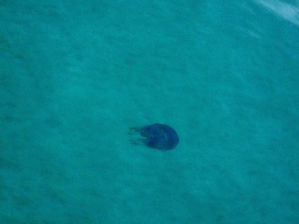 Qualle! Grupotel Los Principes & Spa