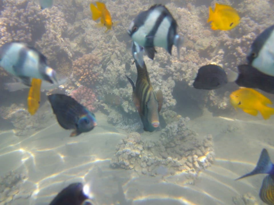 Strand Cleopatra Luxury Resort Makadi Bay