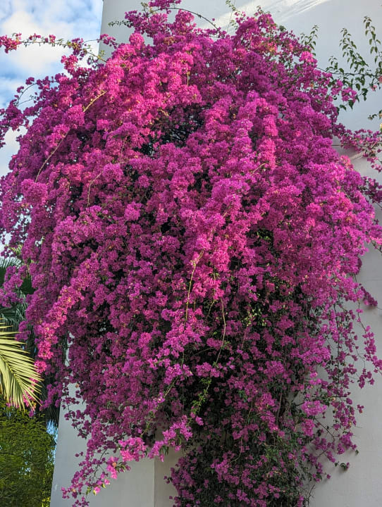 Gartenanlage Grand Seker Hotel