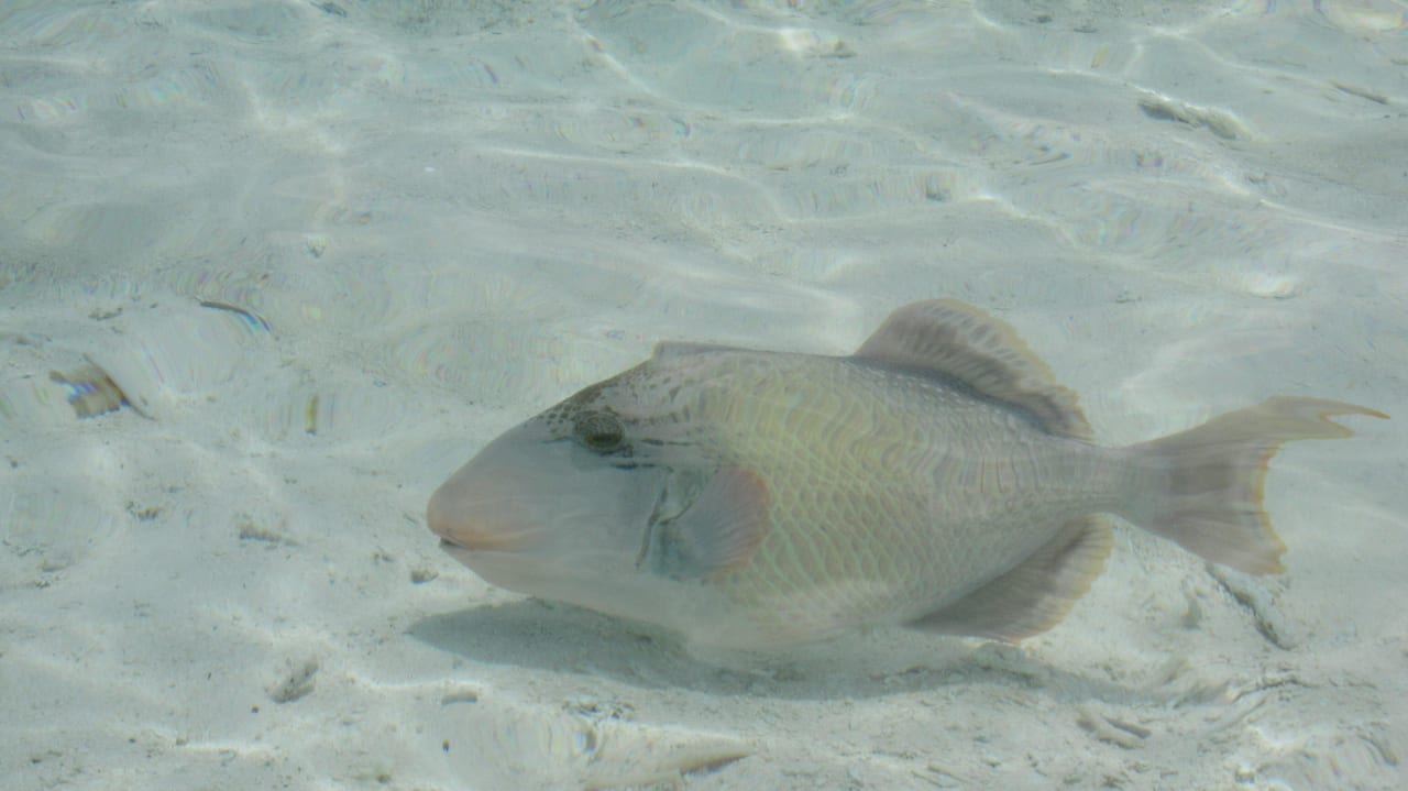 Bunte Fische Meeru Maldives Resort Island
