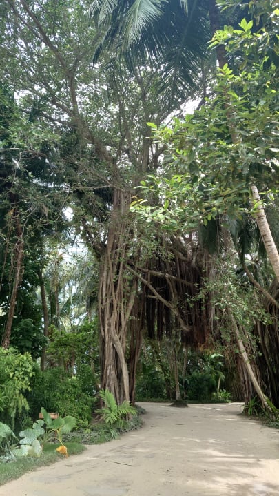 Gartenanlage Kuramathi Maldives