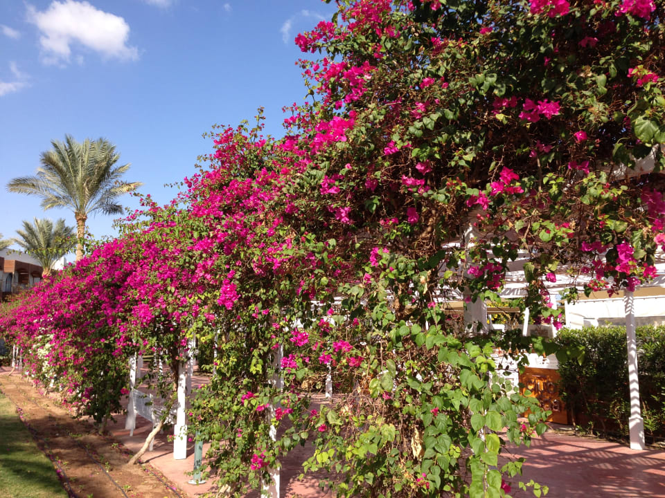 Gartenanlage Desert Rose