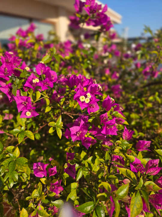 Gartenanlage Hotel Turan Prince