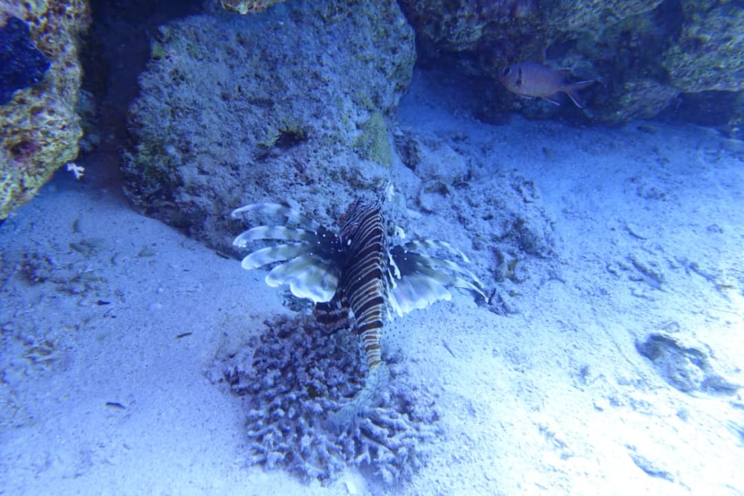 Strand Parrotel Beach Resort