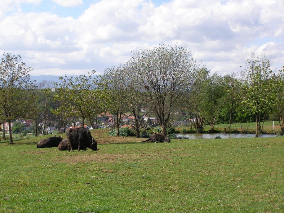 Teich mit Wasserbüffeln Hotel Reiters Supreme