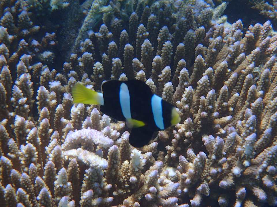 Meerbewohner Meeru Maldives Resort Island