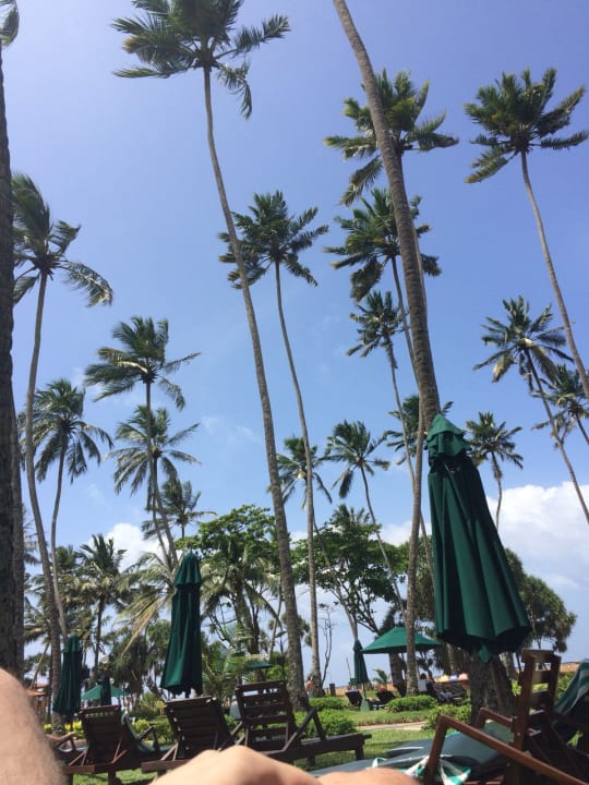 Gartenanlage Royal Palms Beach Hotel