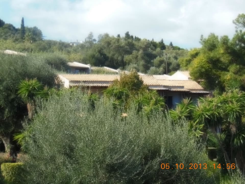 Jede Menge Oliven Aeolos Beach Resort