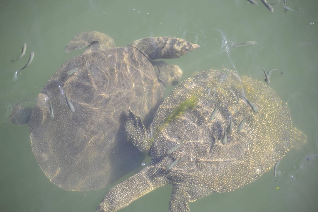 Schildkröten im Fluss neben dem Hotel Hotel Miramare Beach