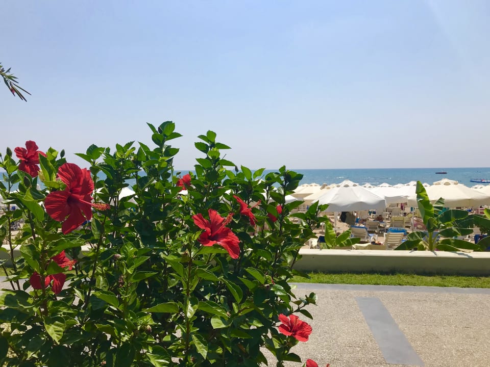 Strand Seaden Corolla Hotel