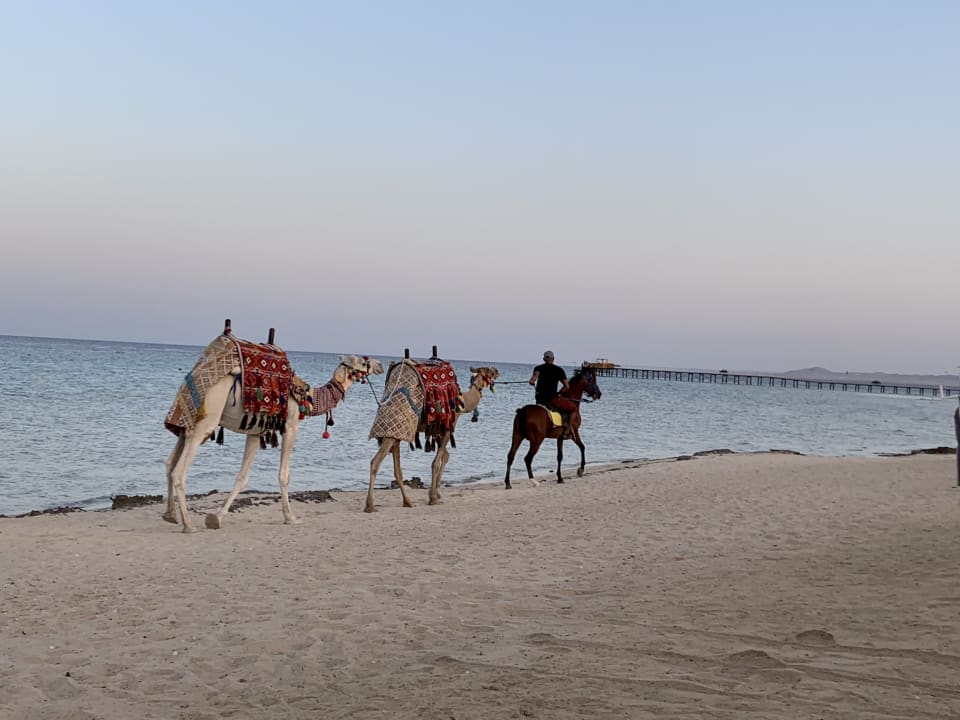 Strand Hotel Gorgonia Beach Resort