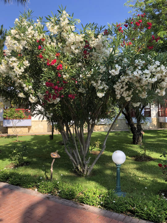 Gartenanlage Ali Bey Club