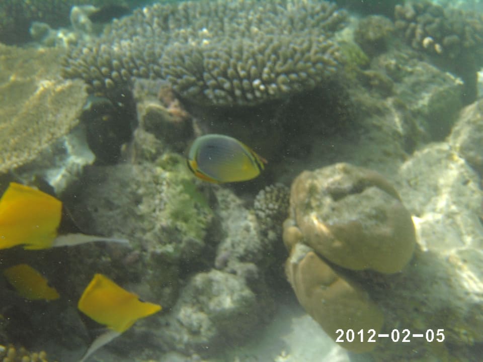 Unterwasserwelt Vilamendhoo Island Resort & Spa