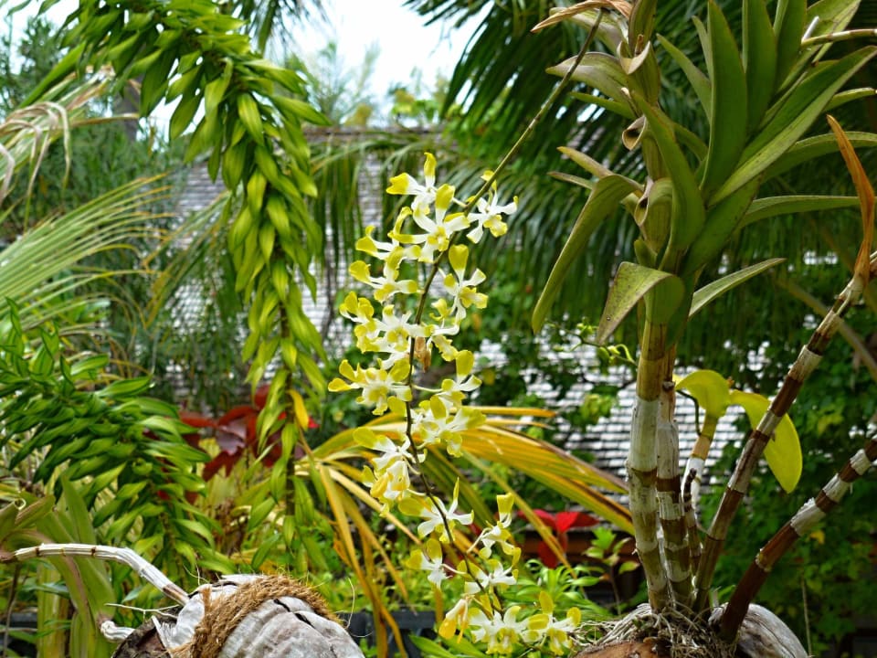 Gartenanlage Kuredu Island Resort & Spa