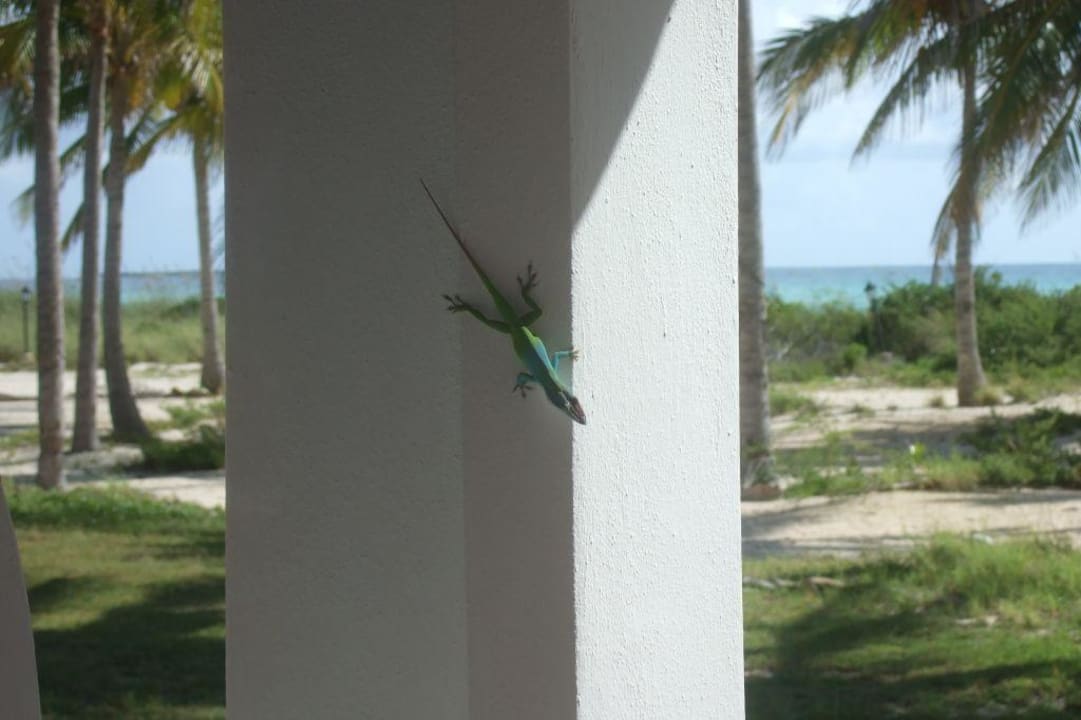 Eidechse Hotel Vigía Cayo Guillermo