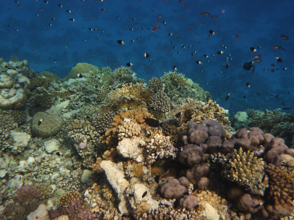 Schnorcheln am Riff Pickalbatros Sands Hotel - Port Ghalib