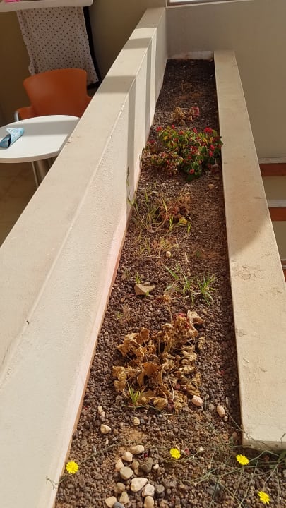 Sonstiges Elba Carlota Beach & Golf Resort