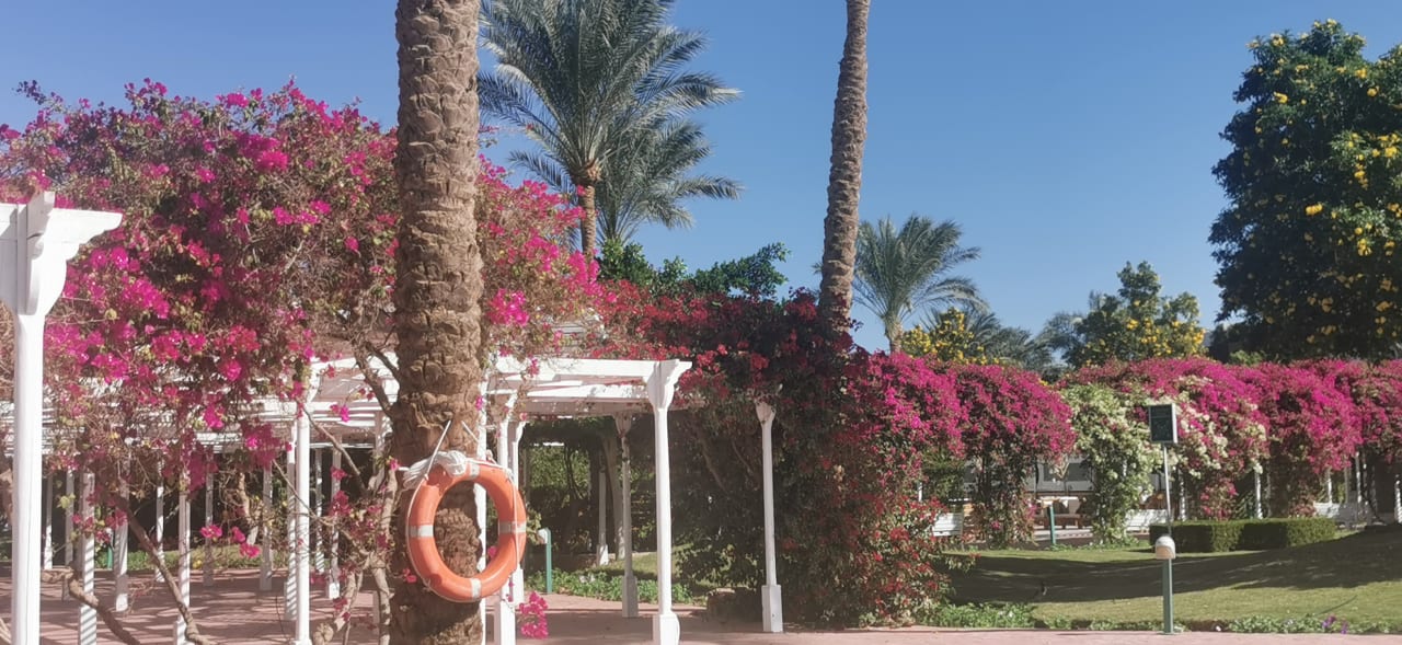 Außenansicht Desert Rose