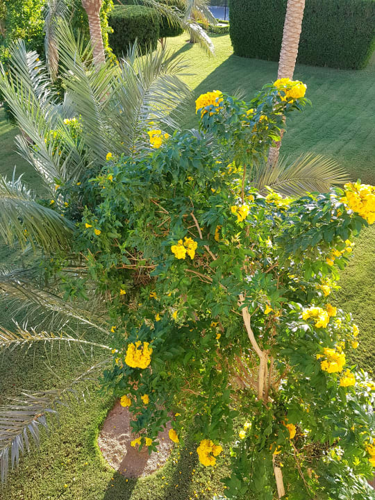 Gartenanlage Desert Rose