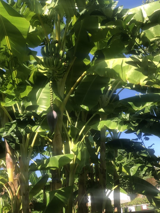 Gartenanlage Side Star Elegance