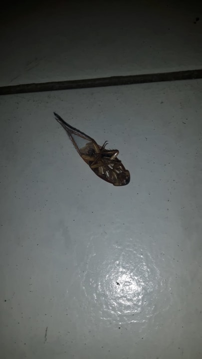 Zimmer Hotel Aslan City Kleopatra