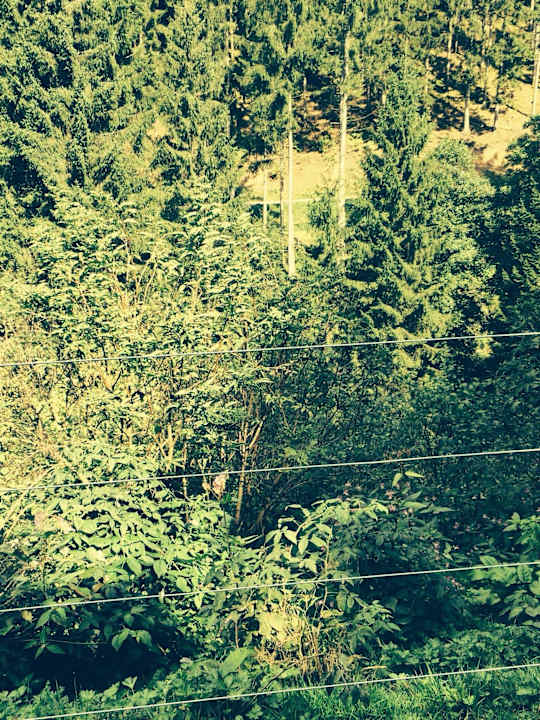 Ausblick im Schwarzwald  Pension Schwarzwaldblick