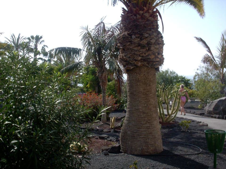 Garten Dreams Lanzarote Playa Dorada Resort & Spa