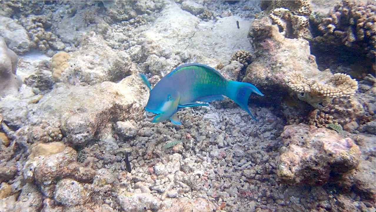 Sonstiges Vilamendhoo Island Resort & Spa