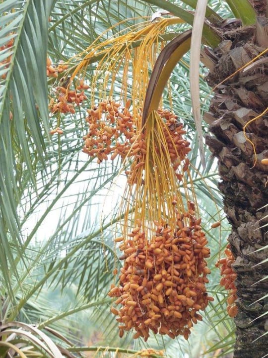 Gartenanlage Sunis Kumköy Beach Resort Hotel & Spa