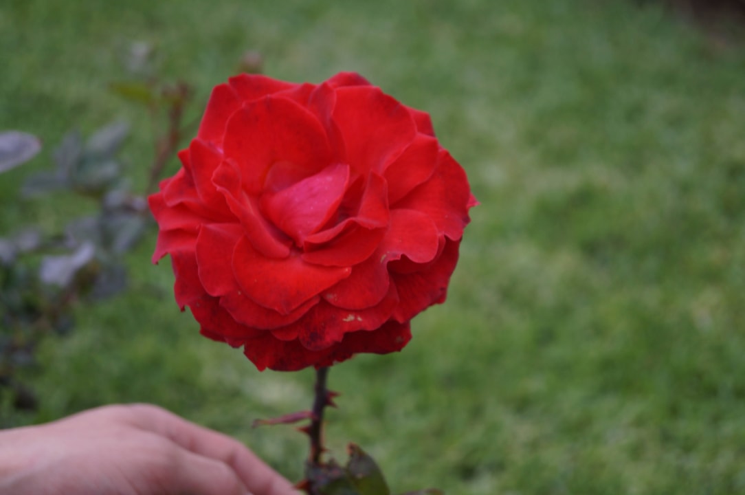 Rote Rose Alianthos Garden Hotel