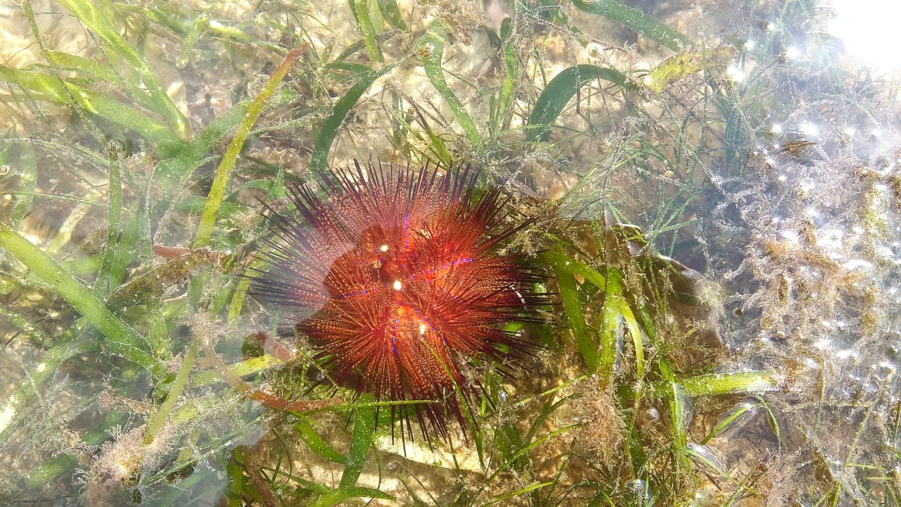 Strand Bahari Beach Hotel