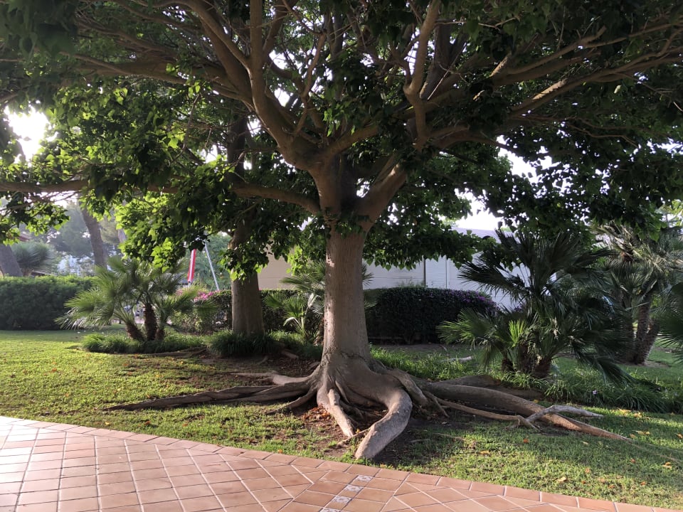 Gartenanlage Zafiro Mallorca