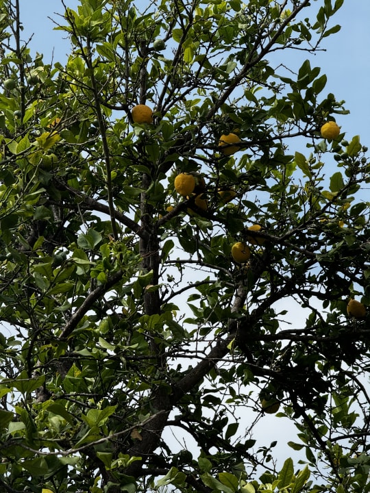 Gartenanlage Belconti Resort Hotel