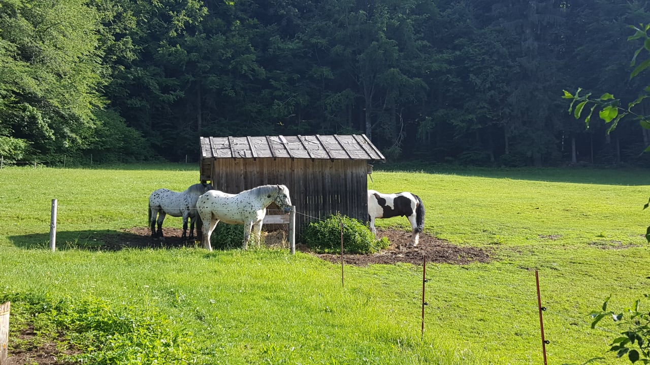 Pferdekoppel an der Waldhütte Tigerhill-Ranch-Norikerhof
