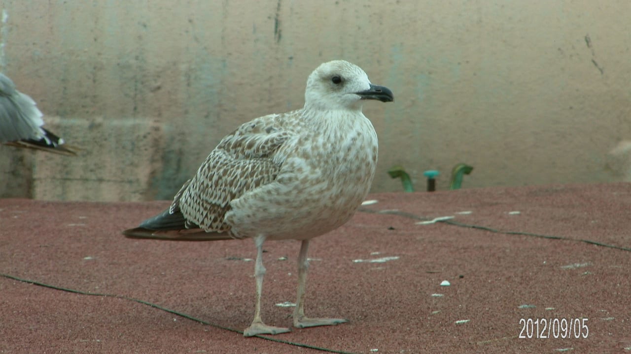 Blick von der Dachterrasse  Hotel Rast