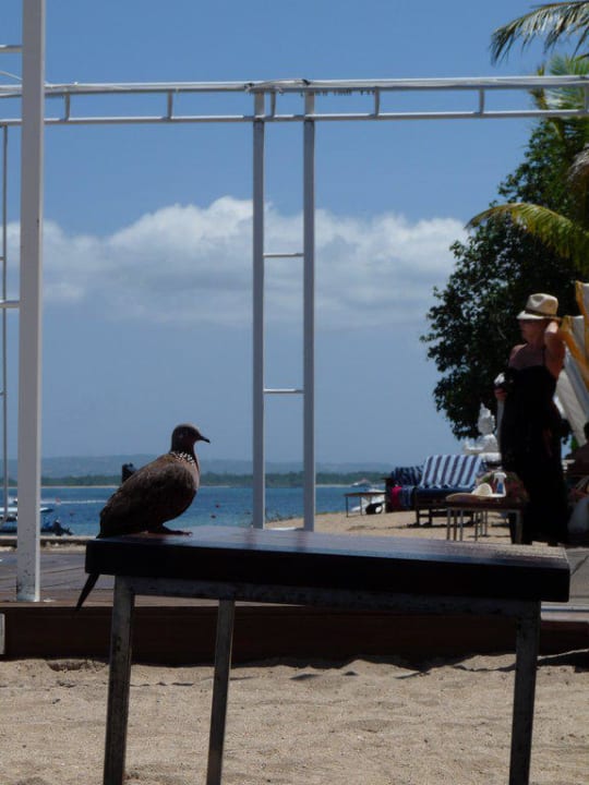 Kleine Pause Puri Santrian