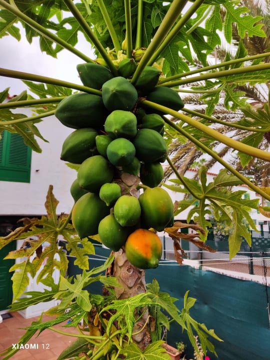 Gartenanlage LABRANDA Marieta - Adults only