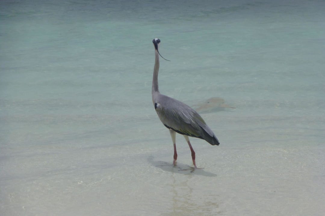 Kranich Vilamendhoo Island Resort & Spa