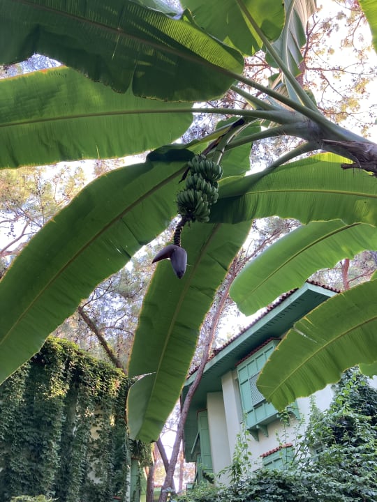 Gartenanlage Ulusoy Kemer Holiday Club