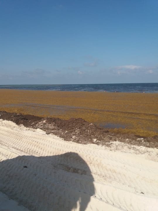 Strand Ocean Coral & Turquesa by H10
