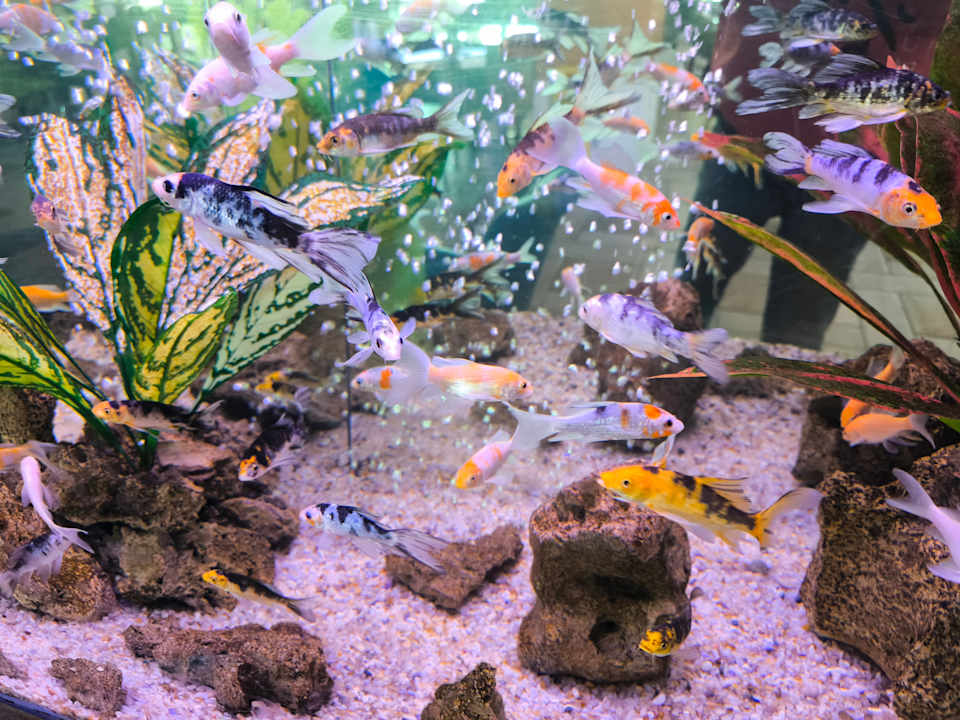 Sonstiges Limak Limra Hotel & Resort